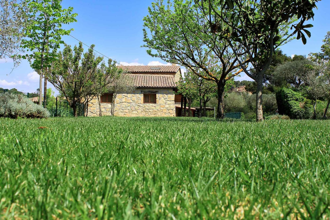 Gespa del jardí